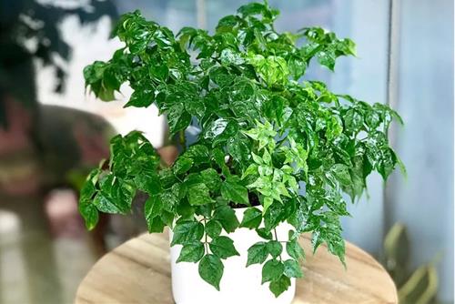 Cây hạnh phúc - Lá bùa cho các mối quan hệ tốt đẹp