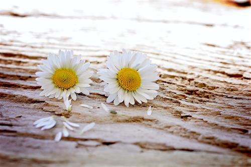 Tử vi thứ 6 ngày 31/7/2020 của 12 cung hoàng đạo: Song Tử gặp khó, Thiên Bình bốc đồng