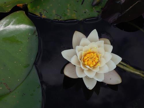 Tử vi thứ 5 ngày 27/8/2020 của 12 con giáp: Mão bấp bênh, Thân rắc rối