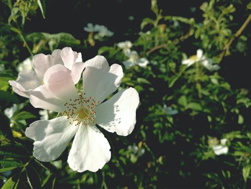 Tử vi tuần mới từ 24/8 - 30/8/2020 của 12 con giáp: Sửu buồn vì tình, Dần đuối sức