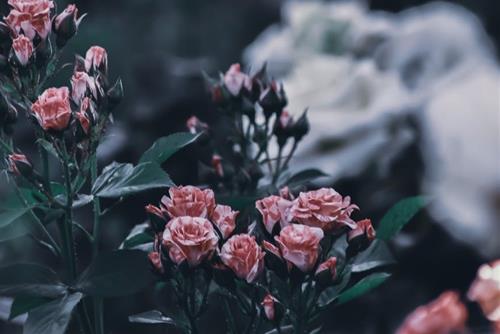 Tử vi thứ 3 ngày 2/2/2021 của 12 con giáp: Mão rủng rỉnh tiền, Tý có tài lộc