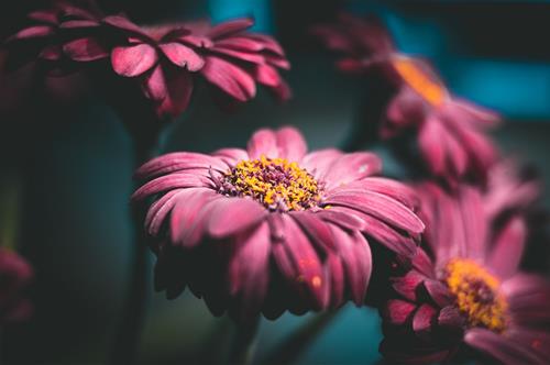 Tử vi thứ 6 ngày 8/1/2021 của 12 cung hoàng đạo: Xử Nữ nhạy bén, Kim Ngưu cứng nhắc