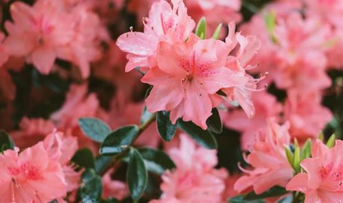 Tử vi thứ 2 ngày 4/10/2021 của 12 cung hoàng đạo: Xử Nữ khó tính, Hổ Cáp được giúp