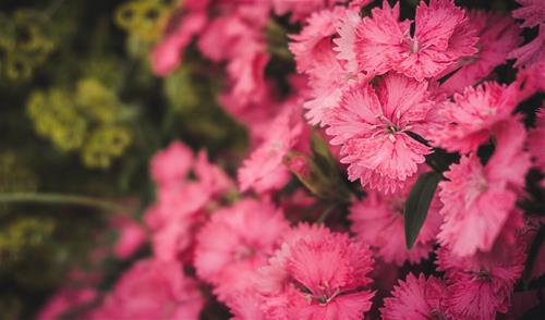 Tử vi thứ 6 ngày 15/10/2021 của 12 cung hoàng đạo: Bảo Bình tự do, Cự Giải thuận lợi