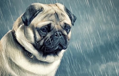 Các động vật khác có tu tập hay không? Liệu chúng có khả năng cảm nhận về tâm linh?