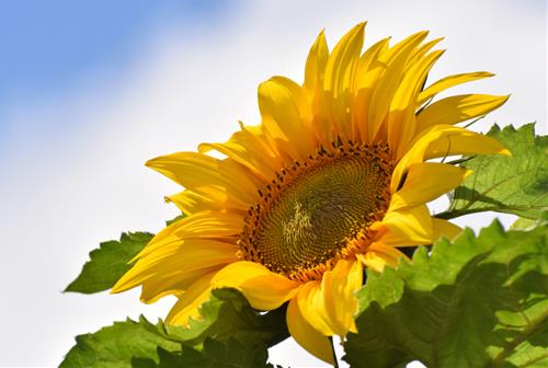 Tử vi thứ 6 ngày 29/10/2021 của 12 cung hoàng đạo: Xử Nữ xung đột, Thiên Bình lôi cuốn