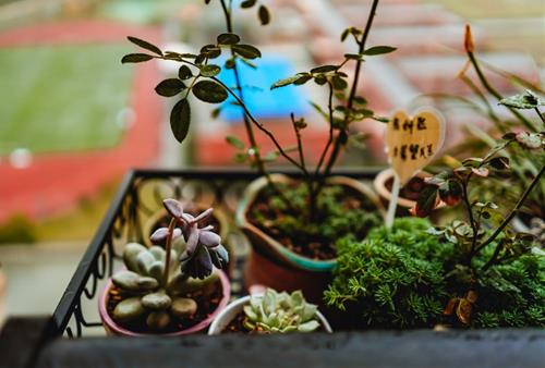 Tử vi tuần mới từ 29/11 - 5/12/2021 của 12 con giáp: Sửu gặp khó khăn, Hợi trì trệ