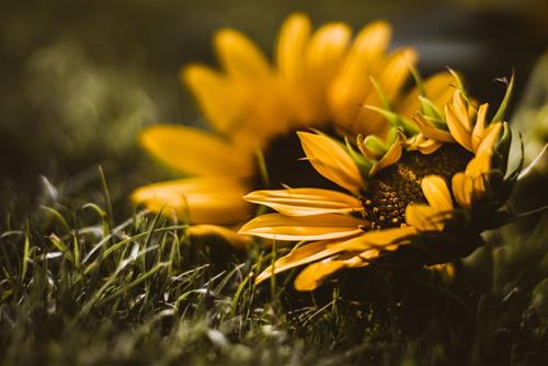 Tử vi thứ 4 ngày 10/11/2021 của 12 con giáp: Tý mâu thuẫn, Dần phát tài