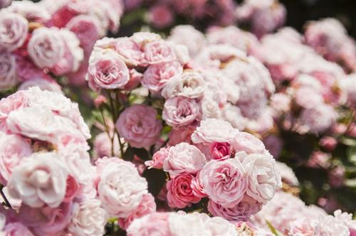 Tử vi thứ 4 ngày 5/1/2022 của 12 con giáp: Hợi lận đận, Mão có tiểu nhân