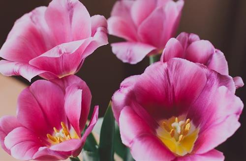 Tử vi Thứ 3 ngày 2/3/2021 của 12 con giáp: Sửu hạnh phúc, Ngọ có cơ hội mới