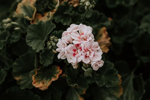 Tử vi tuần mới từ 8 - 14/3/2021 của 12 con giáp: Hợi chớ lơ là, Sửu không suôn sẻ
