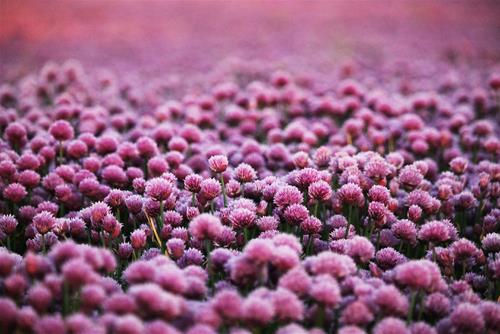 Tử vi thứ 6 ngày 5/2/2021 của 12 cung hoàng đạo: Sư Tử vui vẻ, Hổ Cáp nóng nảy