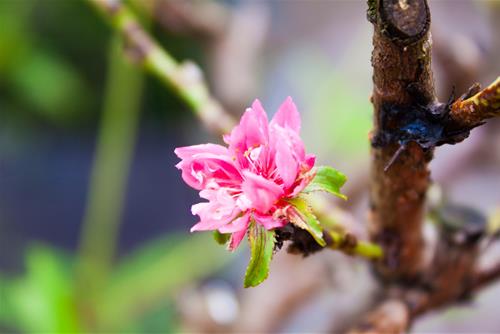 Tử vi thứ 7 ngày 13/2/2021 của 12 cung hoàng đạo: Sư Tử nóng vội, Song Ngư nhạy cảm