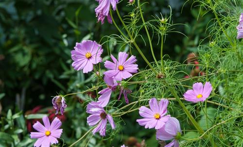 Tử vi thứ 4 ngày 24/3/2021 của 12 cung hoàng đạo: Cự Giải mơ mộng, Kim Ngưu nên linh hoạt