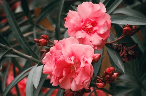 Tử vi thứ 4 ngày 10/3/2021 của 12 cung hoàng đạo: Xử Nữ cả tin, Cự Giải tích cực