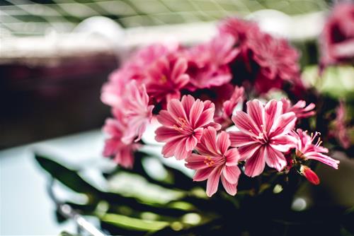 Tử vi thứ 4 ngày 21/4/2021 của 12 cung hoàng đạo: Song Tử hay lo, Ma Kết u sầu