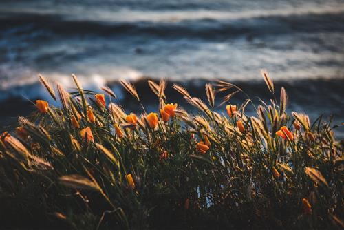 Tử vi thứ 7 ngày 8/5/2021 của 12 con giáp: Sửu rắc rối, Tuất hao tài