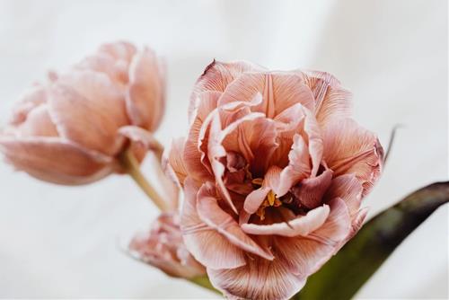 Tử vi thứ 3 ngày 18/5/2021 của 12 con giáp: Dần mạnh mẽ, Hợi được ủng hộ