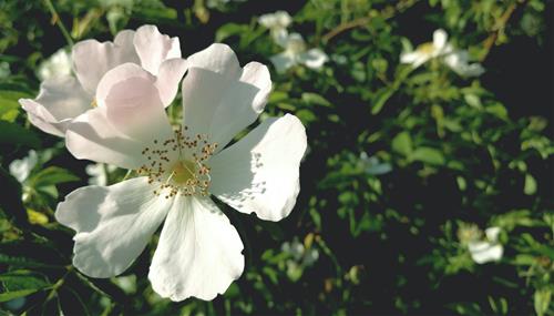 Tử vi thứ 2 ngày 10/5/2021 của 12 cung hoàng đạo: Sư Tử tham vọng, Bảo Bình hào phóng