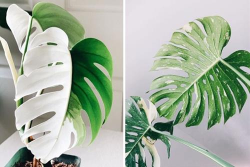 Cây trầu bà đột biến là gì? Vì sao cả chục triệu, trăm triệu mà mọi người vẫn lùng sục tìm mua?