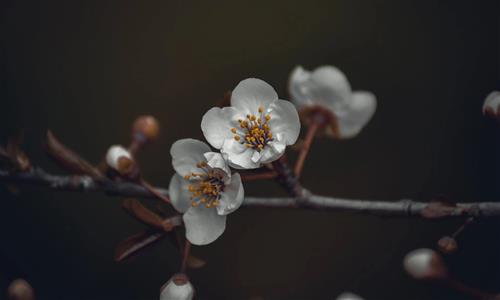 Tử vi thứ 3 ngày 22/6/2021 của 12 con giáp: Sửu bay bổng, Hợi thư thả