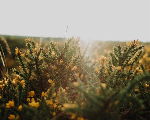 Tử vi thứ 5 ngày 1/7/2021 của 12 con giáp: Thìn vất vả, Thân vượng duyên