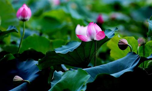 Tử vi thứ 2 ngày 21/6/2021 của 12 cung hoàng đạo: Nhân Mã e sợ, Song Tử tinh tế