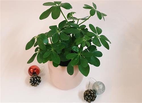 CÂY NGŨ GIA BÌ - Chớ bỏ qua thần dược tuyệt vời cho sức khỏe, hút tài lộc thúc vượng khí