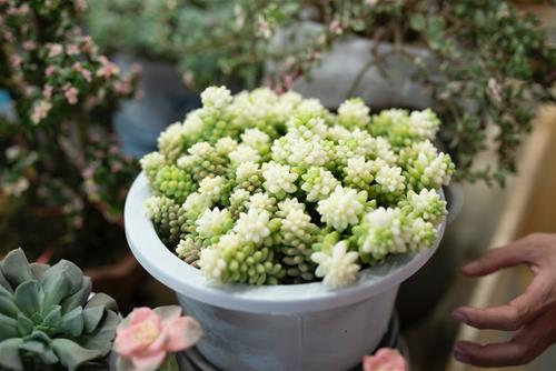 Tử vi thứ 7 ngày 24/7/2021 của 12 con giáp: Dần mất tập trung, Hợi dễ mất tiền