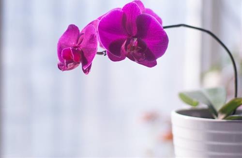 Tử vi thứ 3 ngày 3/8/2021 của 12 con giáp: Tý rơi vào khó khăn, Dậu sáng tạo