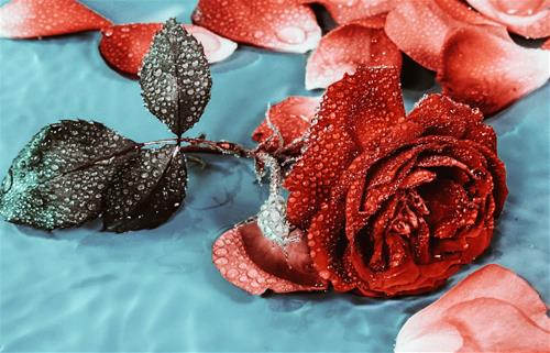 Tử vi thứ 2 ngày 2/8/2021 của 12 cung hoàng đạo: Kim Ngưu đòi hỏi, Thiên Bình ba phải