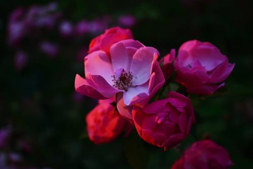 Tử vi thứ 3 ngày 17/8/2021 của 12 con giáp: Thìn tiêu cực, Tị hạnh phúc