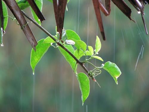 Dự báo thời tiết ngày 13/9/2021: Hà Nội đêm và sáng có mưa rải rác, Đà Nẵng mưa dông