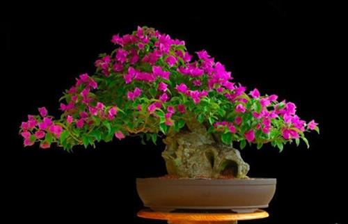 CÂY HOA GIẤY phong thủy: Vừa đuổi tà ma lại giúp làm ăn phát tài thì tại sao không trồng?