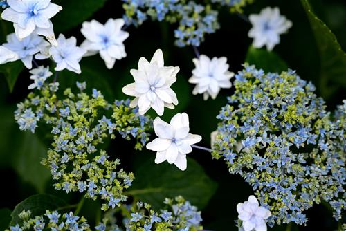 Tử vi tuần mới của 12 cung hoàng đạo (27/9-3/10/2021): Cự Giải gặp áp lực, Thiên Bình nên sống chậm