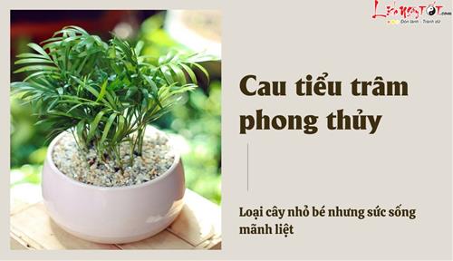 Cau tiểu trâm phong thủy: Có tác dụng gì mà dân văn phòng ai ai cũng yêu thích