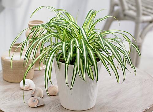 Cỏ lan chi phong thủy: Cây nhỏ bé nhưng thu hút tài lộc cực kỳ lớn