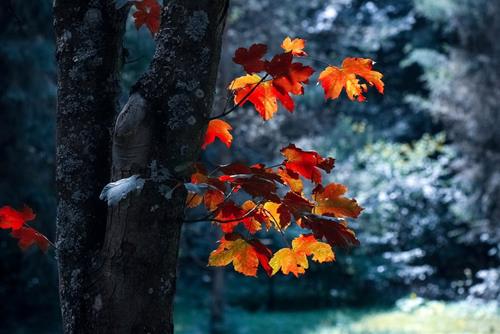 Tử vi tuần mới từ 7 - 13/11/2022 của 12 con giáp: Dần phát tài, Sửu vướng thị phi