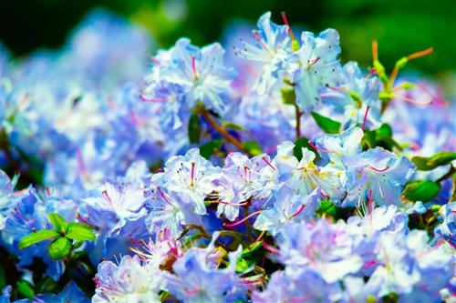 Tử vi thứ 5 ngày 8/12/2022 của 12 con giáp: Tuất nhiều tiền, Hợi hạnh phúc