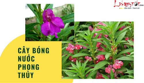 Cây bóng nước phong thủy: Đi đâu cũng thấy loại cây này nhưng bạn đã biết tác dụng của nó?