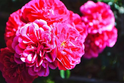 Tử vi tuần mới của 12 cung hoàng đạo (26/12-1/1/2023): Song Tử rủng rỉnh, Bảo Bình đào hoa