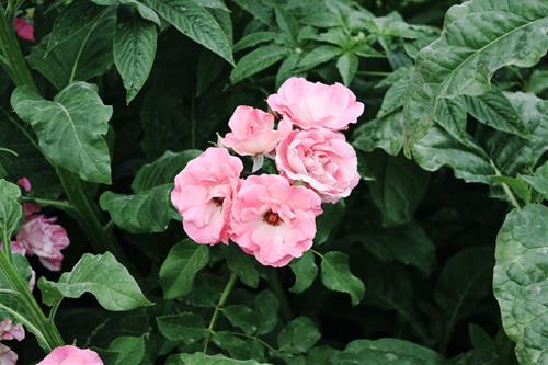 Tử vi thứ 4 ngày 21/12/2022 của 12 con giáp: Thìn khó chịu, Thân có lộc làm ăn