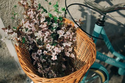 Tử vi thứ 7 ngày 5/3/2022 của 12 con giáp: Tị dễ mất tiền, Tuất mất tập trung