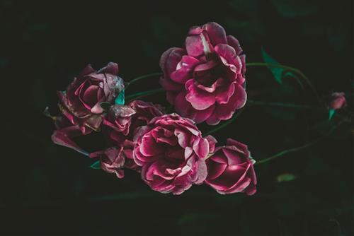 Tử vi tuần mới từ 23 - 29/5/2022 của 12 con giáp: Tý chật vật, Tị thuận lợi