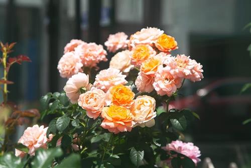 Tử vi tuần mới của 12 cung hoàng đạo (30/5 - 5/6/2022): Xử Nữ rộng lượng, Song Ngư bận rộn