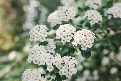 Tử vi thứ 2 ngày 30/5/2022 của 12 cung hoàng đạo: Xử Nữ thay đổi, Bạch Dương hay nói