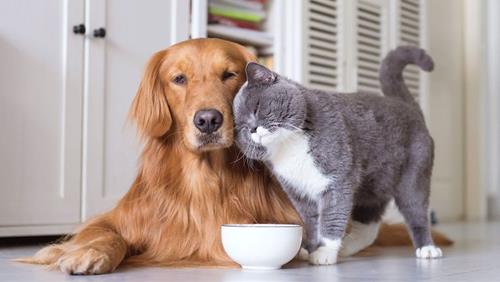 Đây là 8 con vật linh thiêng nên hạn chế giết thịt kẻo rước họa vào thân, tiêu tan phước đức