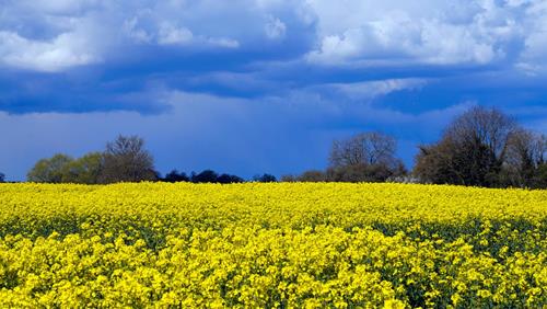 Tử vi thứ 6 ngày 17/6/2022 của 12 cung hoàng đạo: Xử Nữ cởi mở, Bạch Dương nhạy bén
