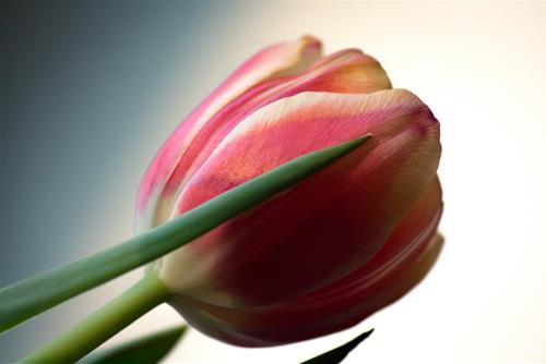 Tử vi Chủ nhật ngày 12/6/2022 của 12 con giáp: Dậu thoáng tính, Mão nhận tin vui