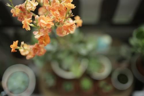 Tử vi tuần mới từ 1 - 7/8/2022 của 12 con giáp: Ngọ bận rộn, Tuất sa sút